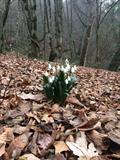  Galanthus transcaucasicus Fomin